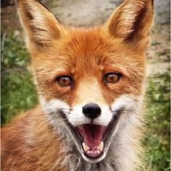 Just a random furry looking for friends on the internet.