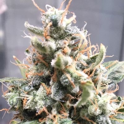 The dankest buds 🔥//
i #promote anything 420 related hmu!//All grown by Dragon Horticulture