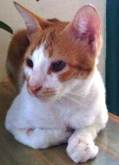 SimKimi's profile picture. 