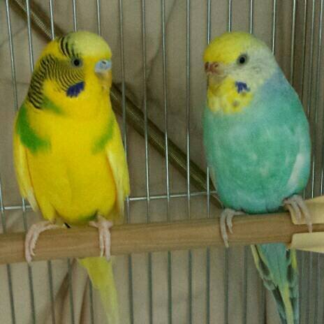 札幌で、動物中心の布小物を製作して市内イベントや商業施設で出展しています。インコ2羽飼い(ぴーちゃん♀ひなちゃん♂🌈)。新千歳空港クラフトスタジオ、本郷商店街Donsにて、作品委託。札幌市内でイベントや企画展を主催。