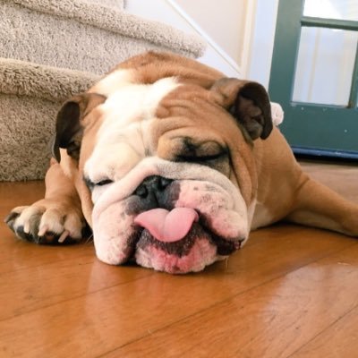 I am an 8 year old English Bulldog. Sleeping in my mom and dad's bed is my favorite thing to do! My long name is Lord Roscoe Stanley Cuppington!