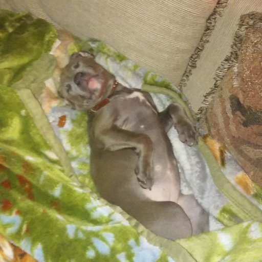 allie_surber's profile picture. 