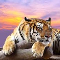 TigerTrailFixrz's profile picture. #LETSMAKEACHANGE