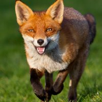 Quick Brown-Fox 🇺🇦 (@quickbrownfox12) 's Twitter Profile
