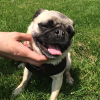 bub (@bubthechubgrub) 's Twitter Profile