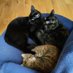 Flip Chart Cats (@flipchartkitz) Twitter profile photo Flip Chart Cats (@flipchartkitz) Twitter profile photo