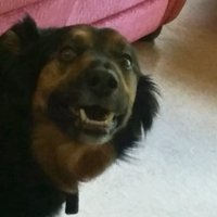 Andy (@apachesniper17) 's Twitter Profile