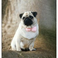 Jose Antonio (@josezantos1) 's Twitter Profile