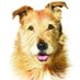 Whole Dog Journal (@WholeDogJournal) Twitter profile photo