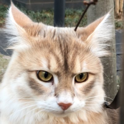 I'm Jiro Siberian Forest boi 🐈 hypoallergenic, dairy free and nut free.