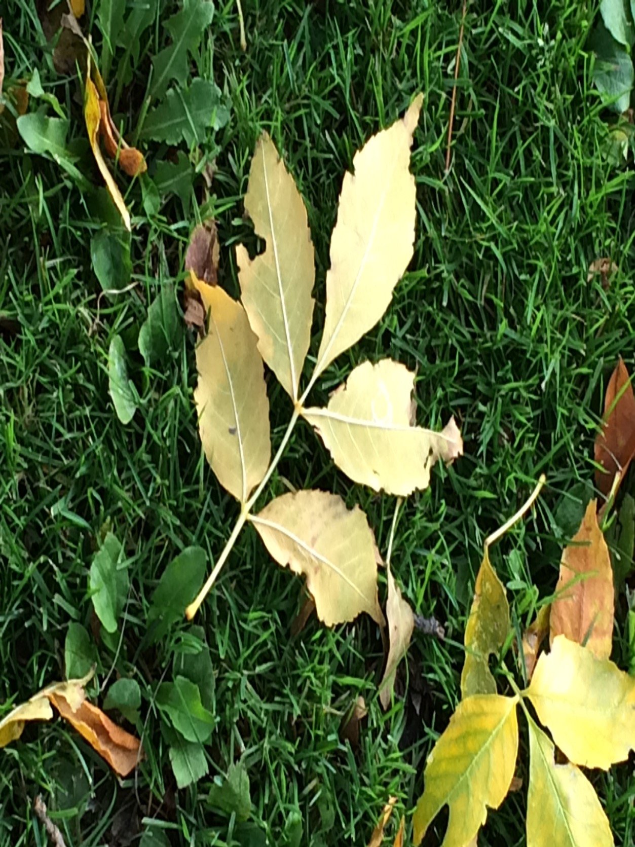 Chlei409's profile picture. Coming together is a beginning. Keeping together is progress. Working together is success. --Henry Ford