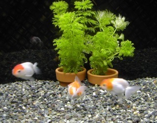 suigyo_aplus's profile picture. 東京都中野区でWEB制作やSEO施策などをやっています。