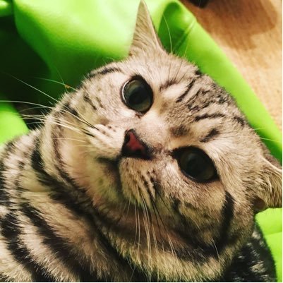 MadanatDani's profile picture. I love gamer and vlogers