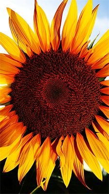 tIX1bi7zfQsqn71's profile picture.