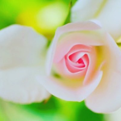 Yukino7478's profile picture. ごきげんよう。リリアン96年生、松宮雪乃(まつみや せつの)と申します。 趣味は 芸術鑑賞とお散歩 ❁ *優月姉妹* 麗しいお姉様がおります ❁ 妹と双子はおりませんので、ご縁があれば … ୨୧⑅*