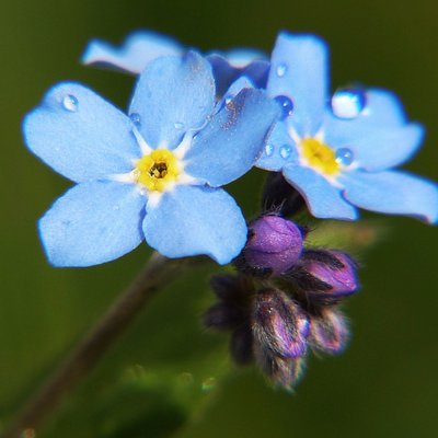 切ない花言葉 ダイヤモンドリリー 光が当たると花びらが輝いて見える花 花言葉は また会う日を楽しみに