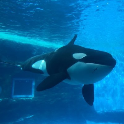 Code_sharing's profile picture. テケテケテケ 港の街でふらふらしてる人