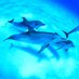 dolphin_aml