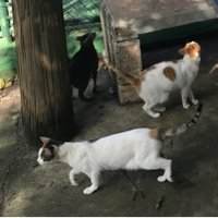 Cats Of Old San Juan(@CobblestoneCats) 's Twitter Profile Photo