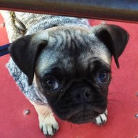 Truth - I’m a Pug 🐶(@TruthPug) 's Twitter Profile Photo