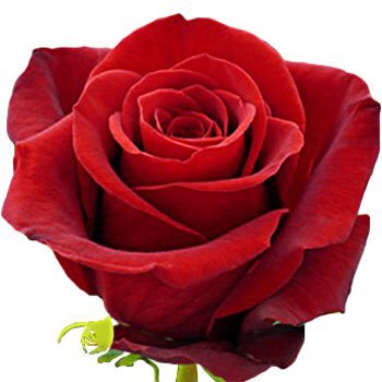 KlausFox's profile picture. 