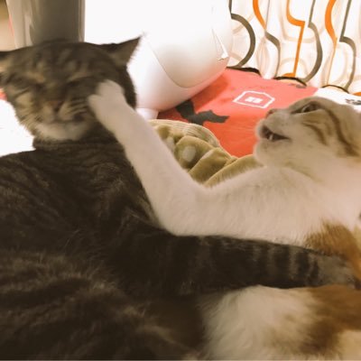 キミちゃん Kimiko Twitter キミちゃん Kimiko Twitter