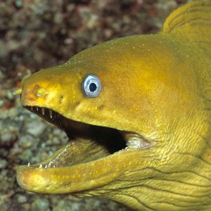 Here's the deal, I'm just an Eel.