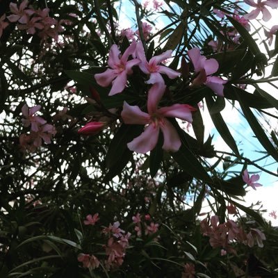 EhceM_Monkey's profile picture. 23/06/14 met him! 29/08/14 he answer me! 14/05/15 he follow me! #LoveIt snap: meche2606