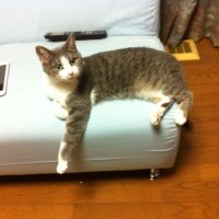 ぎんなん (@ginnan100) 's Twitter Profile Photo ぎんなん (@ginnan100) 's Twitter Profile Photo