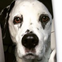 Howie the Dalmatian (@howiebeane) 's Twitter Profile Photo