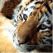 oKevsc's profile picture. 