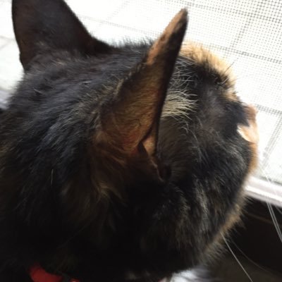 アイナナ好き CCさくら最&高 さくらちゃんと小狼くん可愛すぎる ついぷろは放置 ポケモンGO(TL37)黄→赤　20↑