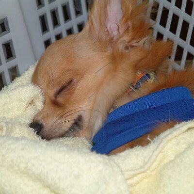 てっちゃん鍋やすもり尼崎 Yasumori Ama Twitter