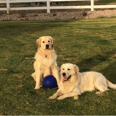 tinman41963's profile picture. Husband, father, grandfather, CFO, MSU Spartan, dog/golden lover