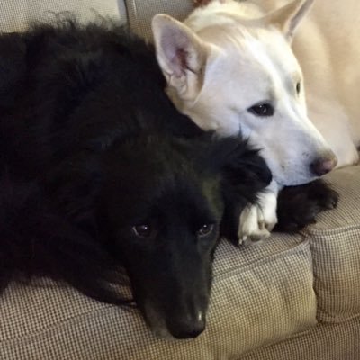 Freckles, Rascal & Koda - 3 perfect pups from Texas, enjoying air conditioning, barking at squirrels, sleeping on the furniture & getting anything we want