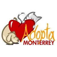 Adopta Monterrey A.C (@adoptamonterrey) 's Twitter Profile