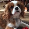 ChrisWaters's profile picture. Business Intelligence / Data Analytics Specialist. Data nerd. I help companies turn data into insightful information--so they make better decisions, faster.