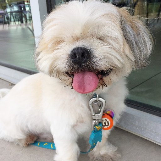Odie, the blind, no eyed Shih-Tzu, seeing the world in his own unique way.