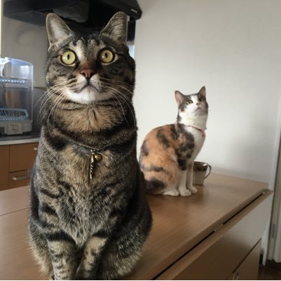 watanabe_satuki's profile picture. さつき キジトラ猫。2013年6月大塚のキャットガーディアンから来ました。体重7kg 2013年3月生まれ。 みやび 三毛猫。2017年2月に川越のねこかつさんから来ました。まだ、野良猫気分が抜けません。2016年5月生まれ。