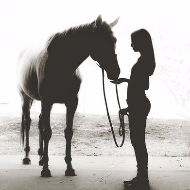 Welcome to the place where Horses lovers meet.
It offers physical memory for the creatures that you so love.
We're here for you 24/7.