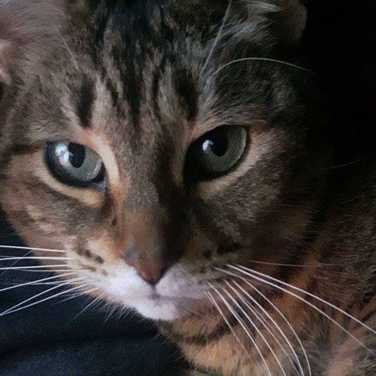 freedomisanasse's profile picture. Financial Freedom Master