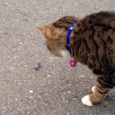 hino_tamao's profile picture. 毎日メシlog（月〜水は休肝日）😋 バイクレース（走る方）が趣味🔥 / 無言フォロー失礼/DMは反応しないので送らないでー