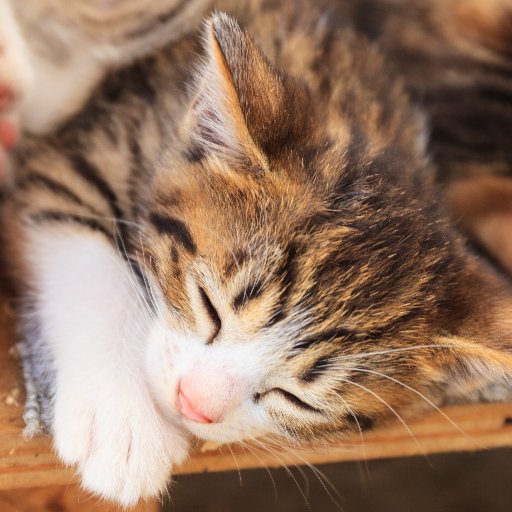 neko_pin_pin's profile picture. 登山をして美しい風景を見たり、可愛い動物を見て癒されています、ドライブをするのも好きです。
少し人間関係に疲れていまして人間不信です、対人恐怖症なのかも。