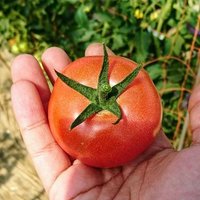 とまと屋たかはし🍅 @トマト農家 (@asakatu_tomato) Twitter profile photo