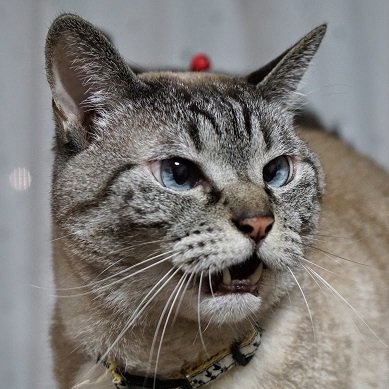 ふじた_🐱♨️💻雑用係 (@nfujita55a) / Posts / X