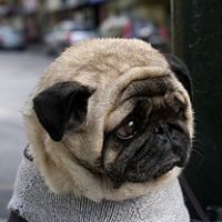 victordinofb's profile picture. 