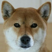 柴犬さくら(@goujin) 's Twitter Profile Photo