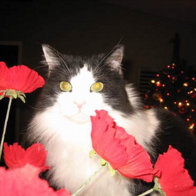 Profile Picture of Thomas Shea (@innocencetoday) on Twitter