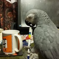 midniteramble61 (@midniteramble61) 's Twitter Profile