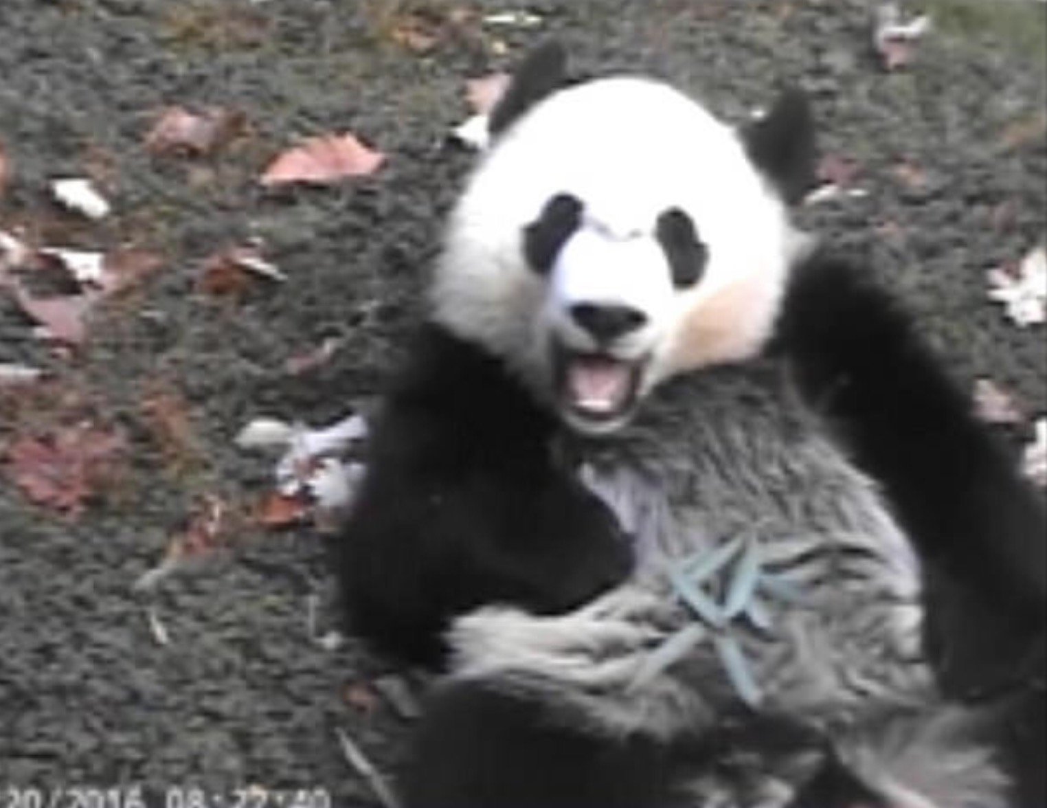 MadAboutBei's profile picture. Mad about Bei 🐼 and all his clan 💕